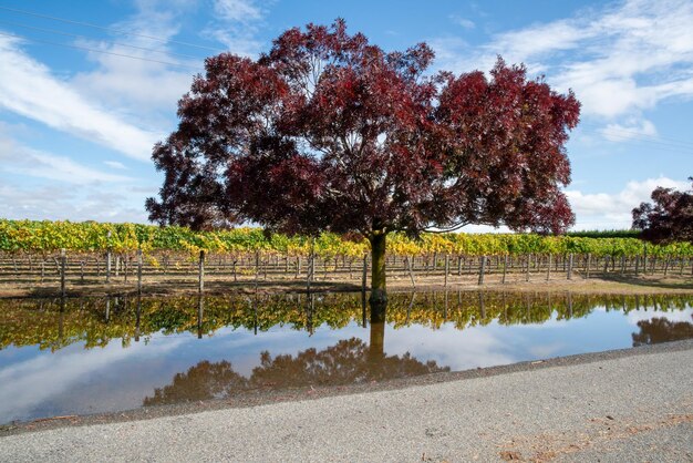 Maple tree reflection in rain water outside the vineyard