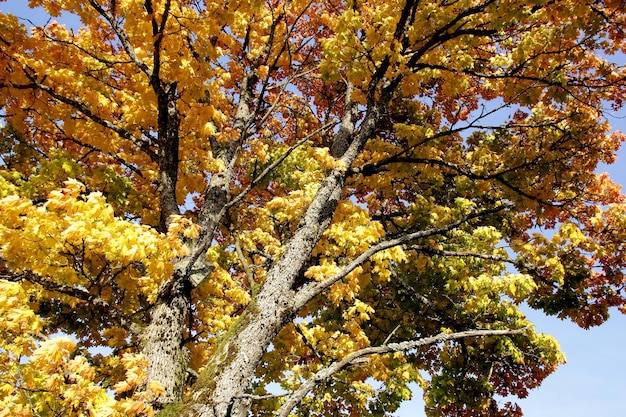 Maple tree with red and yellow leaves on a sunny autumn day in Latvia