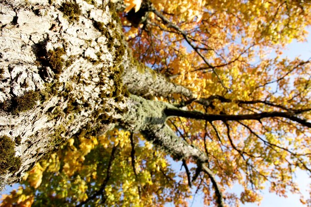 Maple tree with red and yellow leaves on a sunny autumn day in Latvia