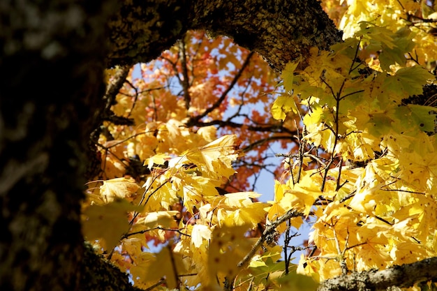 Maple tree with red and yellow leaves on a sunny autumn day in Latvia