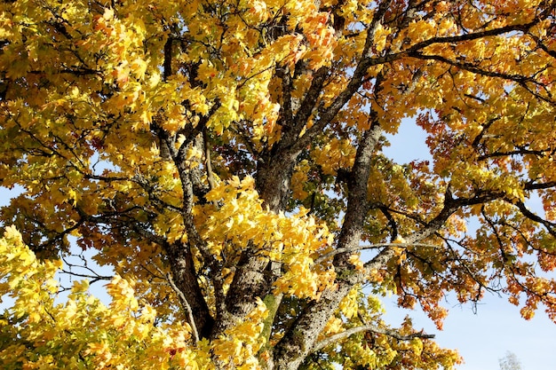 Maple tree with red and yellow leaves on a sunny autumn day in Latvia