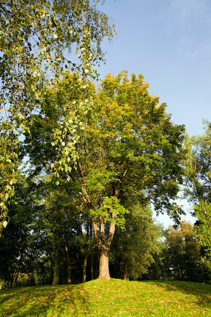 maple tree with yellowing foliage