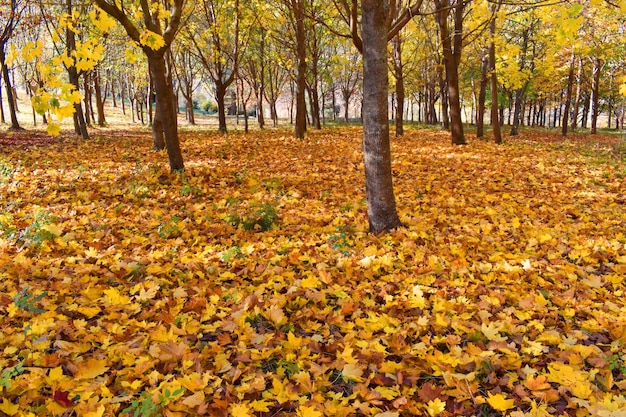 Maple trees (Acer sp) with autumn foliage in a park