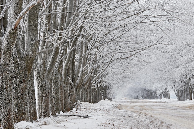 Maple trees alley in frost. Winter rural dirt road. Snow covered field landscape. Cold foggy cloudy weather. Belarus