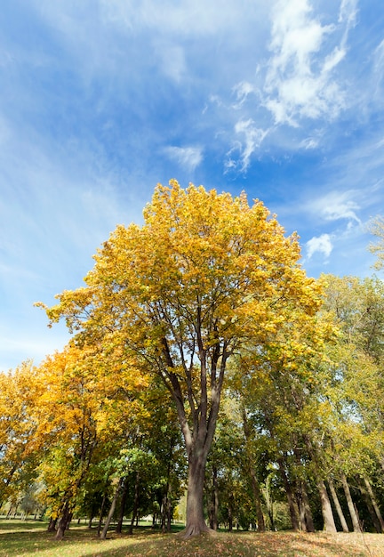 Maple trees change color with yellow leaves in autumn season. Location in the park. Blue sky in the background