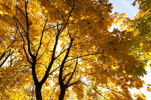 Maple trees change color with yellow leaves in autumn season. Location in the park