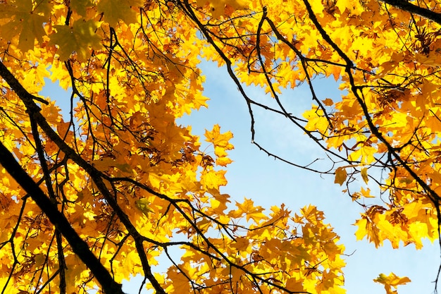 Maple trees change color with yellow leaves in autumn season. Location in the park.