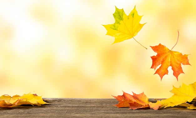 Maple yellow leaves fall on a wooden surface.