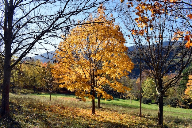 Mapple (Acer platanoides ) with autumn foliage in a park in Bilbao. Basque Country. Spain