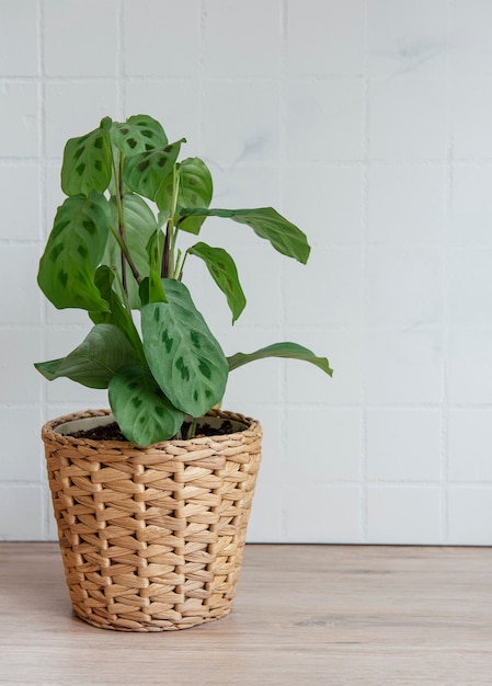 Maranta leuconeura Kerchoveana in pot on the table, house plant