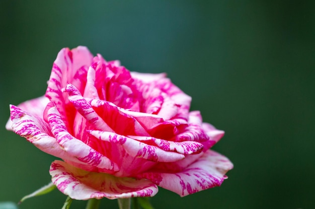 Marble rose pink and white closeup