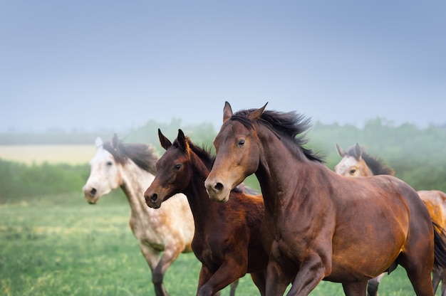 Mare with foal galloping in a field. Three horses close-up. Herd free