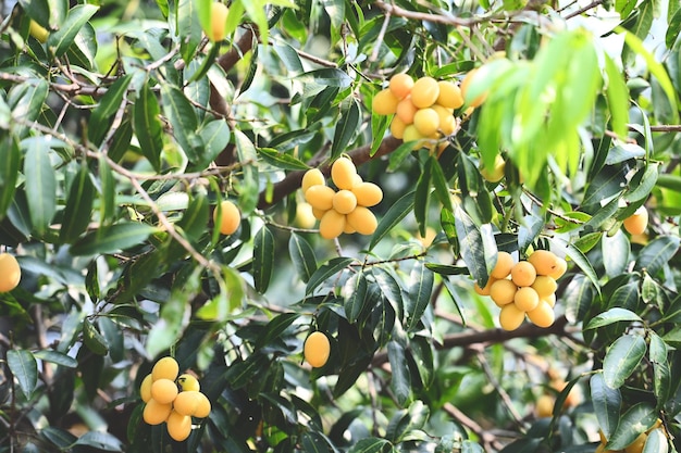 Marian plum fruit in marian plum tree in the garden tropical fruit orchard Name in Thailand Sweet Yellow Marian Plum Maprang Plango or Mayong chid