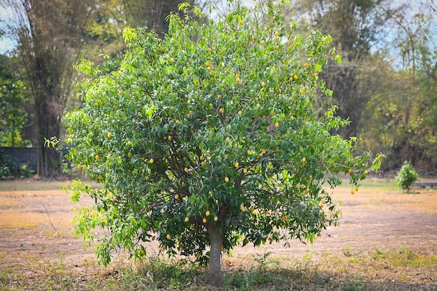 Marian plum fruit in marian plum tree in the garden tropical fruit orchard Name in Thailand Sweet Yellow Marian Plum Maprang Plango or Mayong chid