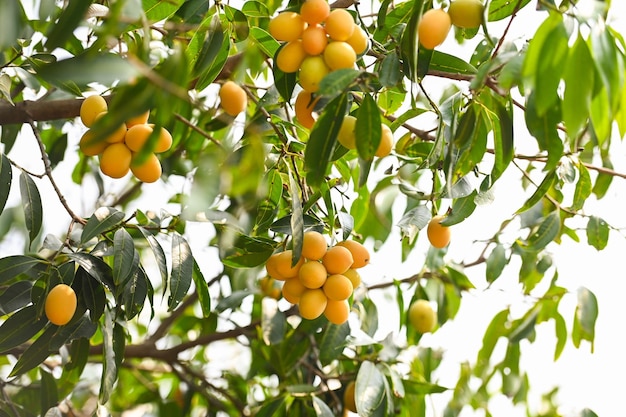 Marian plum fruit in marian plum tree in the garden tropical fruit orchard Name in Thailand Sweet Yellow Marian Plum Maprang Plango or Mayong chid