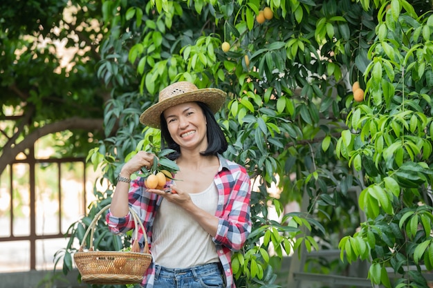 Marian plum,Marian mango or plango (mayongchit in Thai) The harvest season lasts from February to March. Hand of woman agriculturist holding a bunch of s weet yellow marian plum.