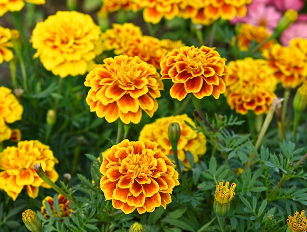 Marigold in bloom orange yellow bunch of flowers green leaves small shrub