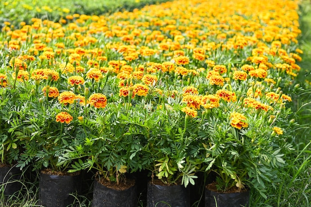 Marigold flower blossom on the garden flower yellow and orange marigold flowers for decorate garden