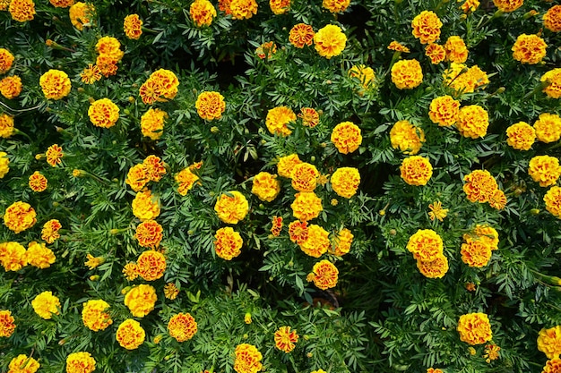 Marigold flower blossom on the garden flower yellow and orange marigold flowers for decorate garden