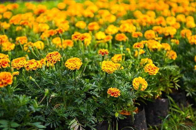 Marigold flower blossom on the garden flower yellow and orange marigold flowers for decorate garden