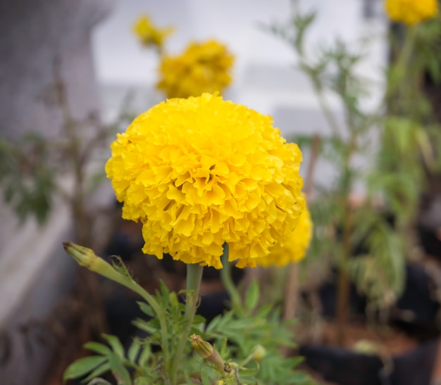 Marigold flower close-up blurred  