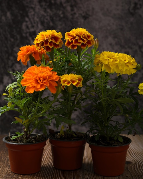 Photo marigold flower day of the dead flower copy space