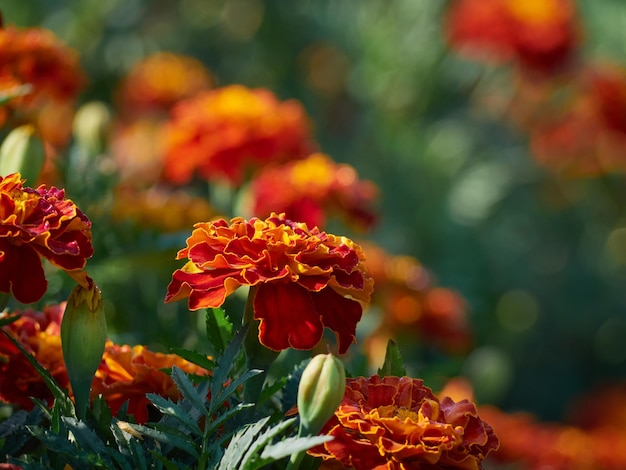 Marigold flower in the garden