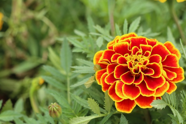 marigold flower in the garden