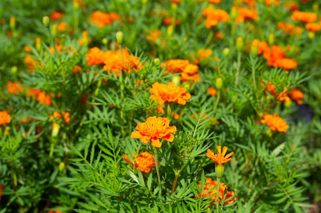 Marigold flower in the garden