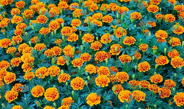 Marigold flower in garden