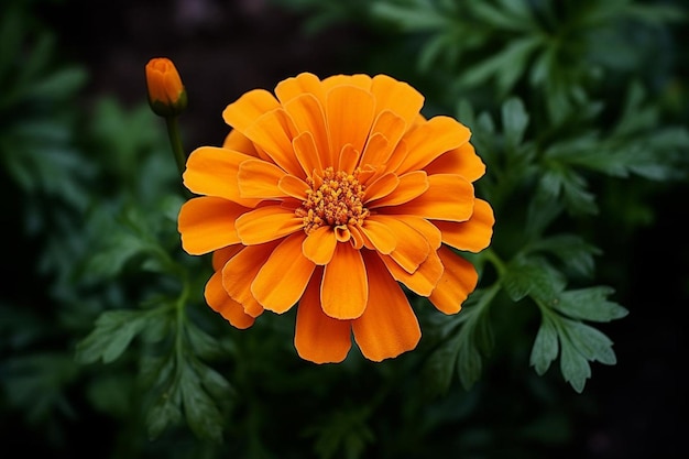 Marigold Flower Images background and copy space