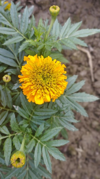 Marigold flower office garden front side