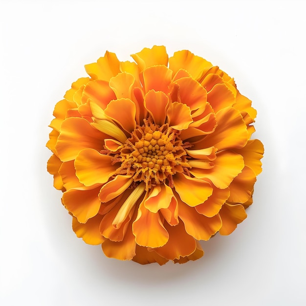 Marigold flower top view