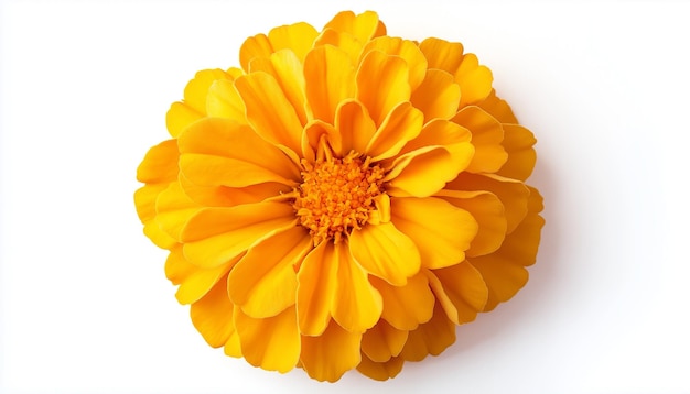 Photo marigold flower on a white background