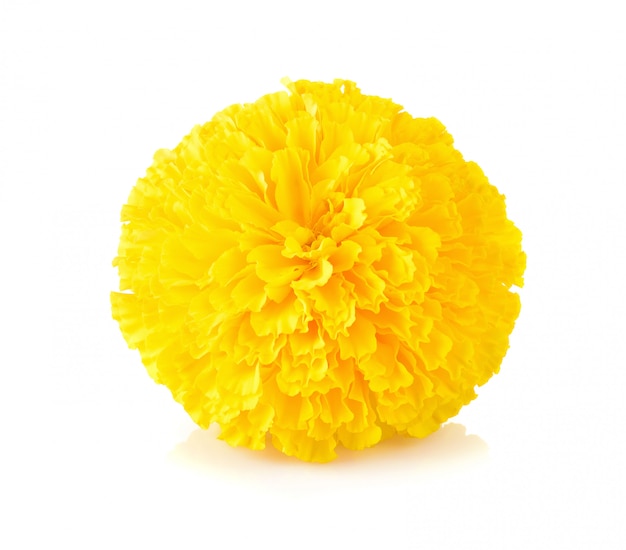 Marigold flower on white 