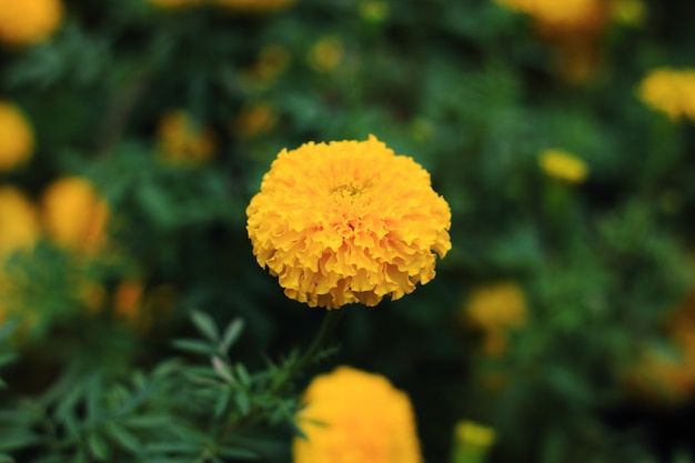 marigold  flower