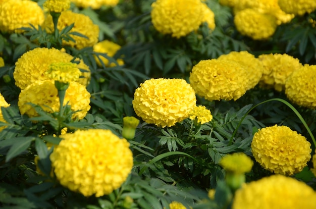 Marigold flower