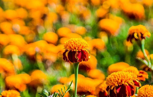 Marigold flowers as landscape background