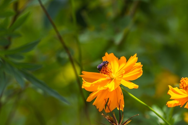 Marigold  flowers and bee