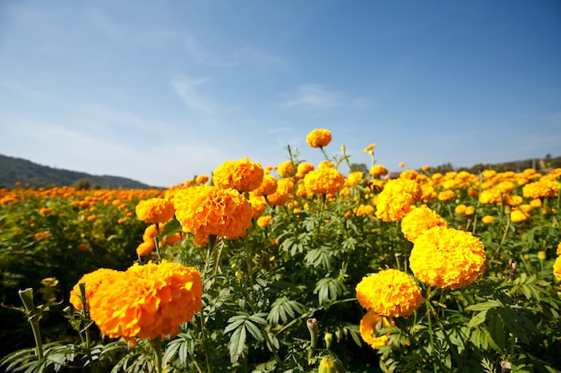 Marigold flowers in the farm