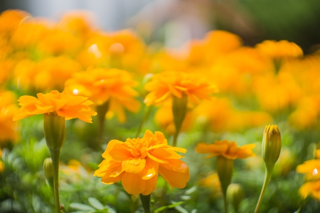 Marigold flowers in the garden