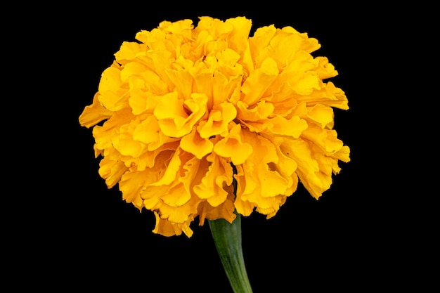 Marigold flowers lat Tagetes isolated on black background