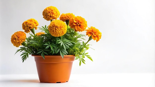 Photo marigold flowers in pot photography on white background with leading lines