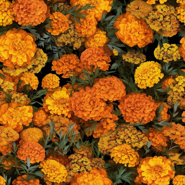 Marigold flowers seamless pattern Marigold flowers background