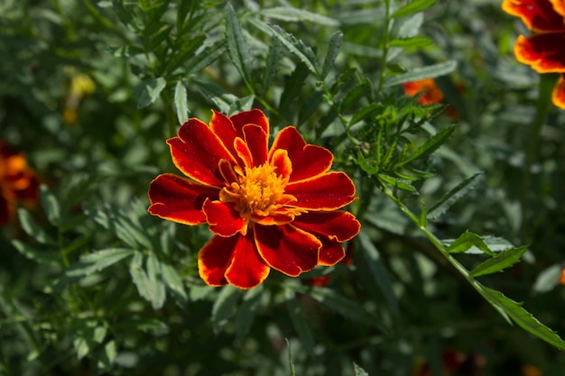 Marigold flowers Tagetes Turkish carnation Imeretian saffron in the garden