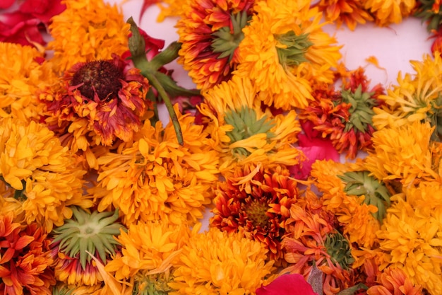 Marigold flowers on white background