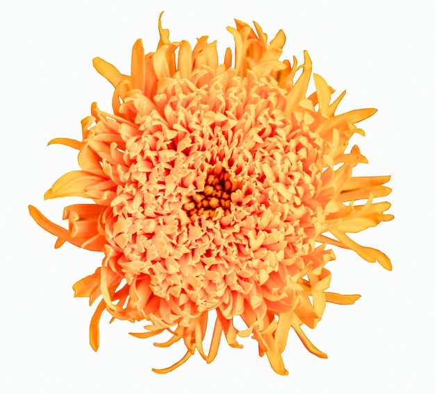 Marigold flowers