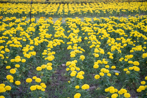 Marigold in the garden of Thailand, Yellow flower.