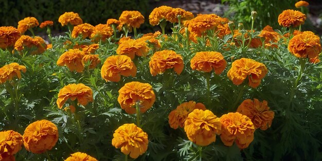 Marigold Garden