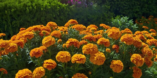 Marigold Garden